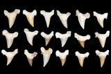 Lot - to Fossil Shark Teeth (Restored Roots) - Pieces #140817-1